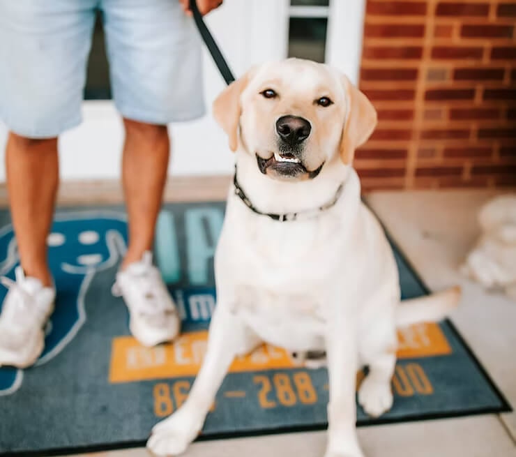 Understanding the Mysterious Canine Cough: Insights from the AVMA