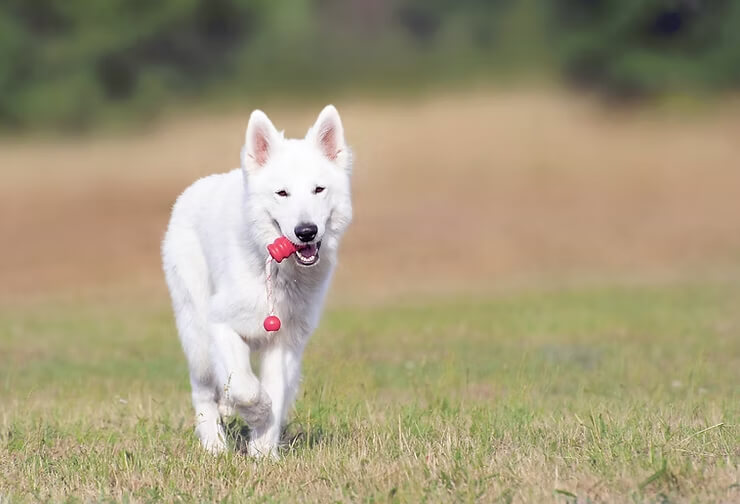It's Getting Warmer! Let's Talk Heat Stroke In Dogs.