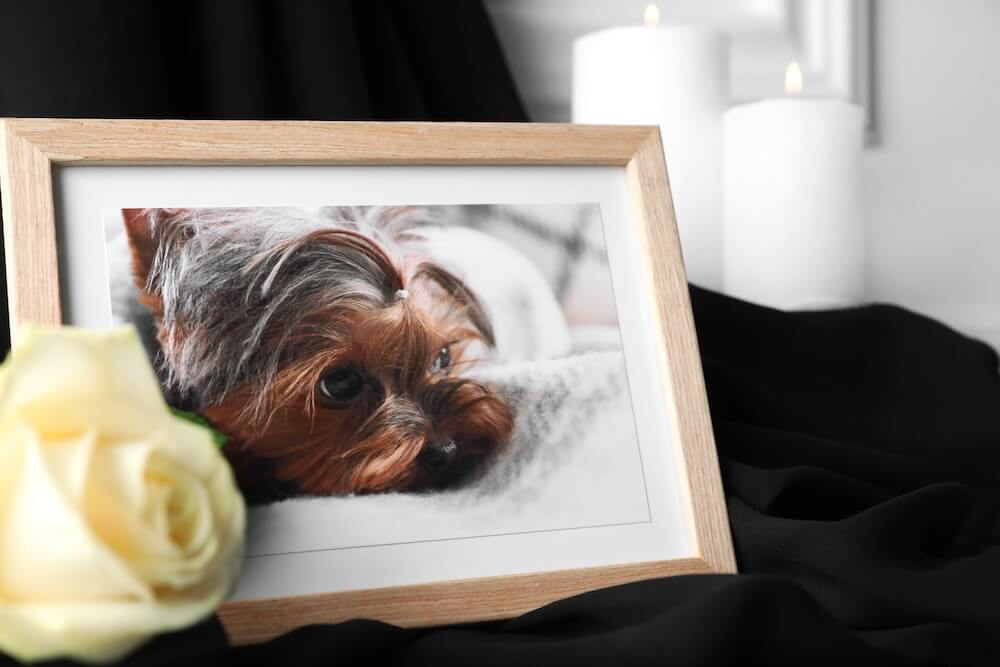 Grieving the loss of a pet