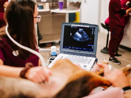 Understanding and Preventing Foreign Body Ingestion in Pets