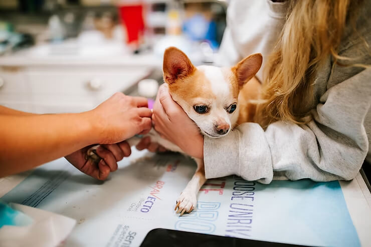 Handling Pet Emergencies: What Every Pet Owner Should Know