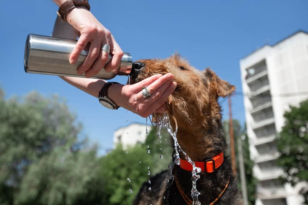 Heat Stroke & Caring For Your Pet During The Summer