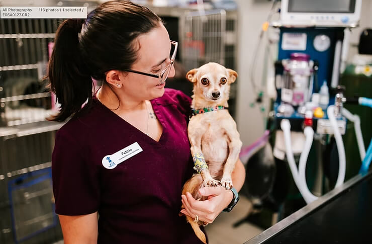 Common Pet Health Myths: Debunked!