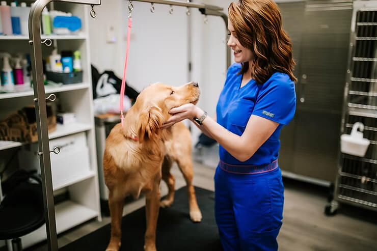 Senior Pet Care: Tips for a Comfortable and Active Life