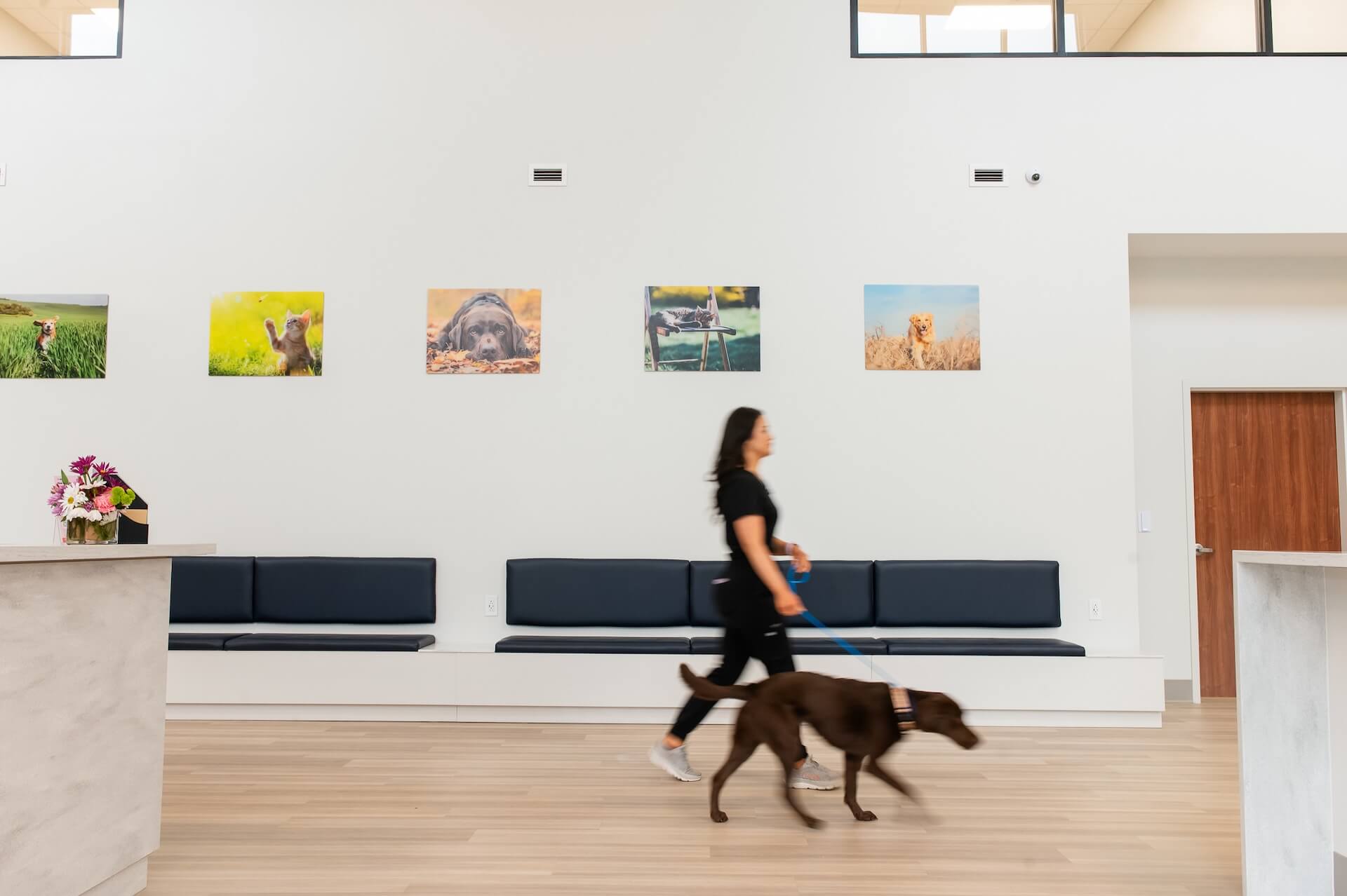 oasis animal hospital greenville