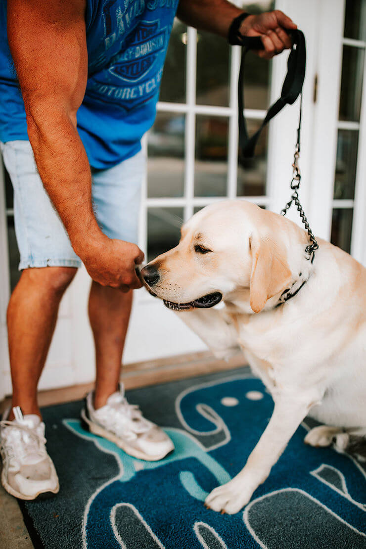 Canine Infectious Respiratory Disease 