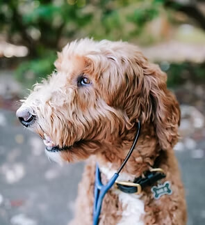 adult canine