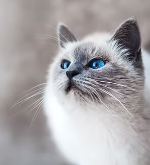 adult feline