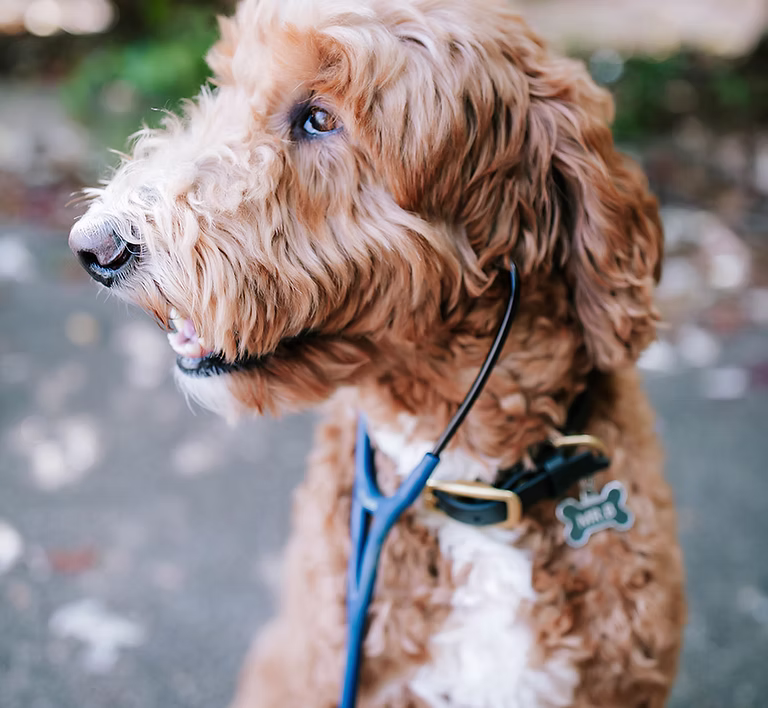 dog grooming dog grooming