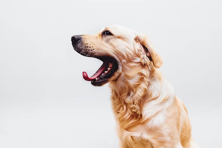 How To Save At The Vet