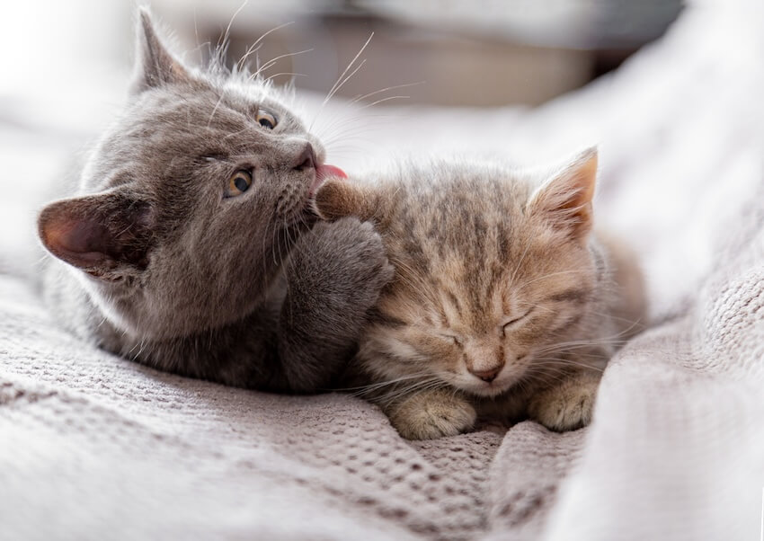 kitten wellness