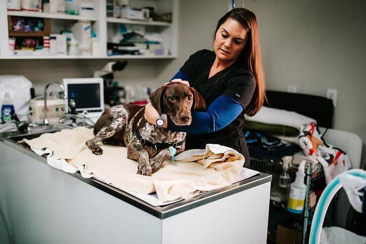 pet emergency Greenville SC