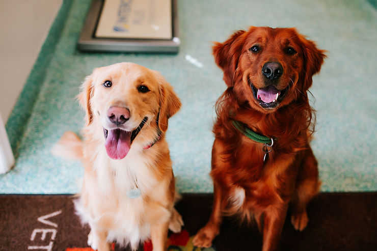 pet spay or neuter in Greenville SC