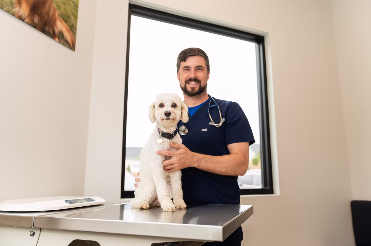 pet wellness